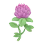 Clover