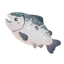 Atlantic Salmon
