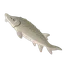 Atlantic Sturgeon
