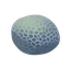 Bahia Brain Coral