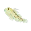 Bia Goby