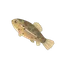 European Mudminnow