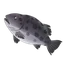 Giant Sea Bass