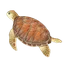 Green Turtle