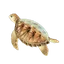 Hawksbill Turtle