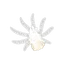 Ivell's Sea Anemone
