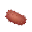 Japanese Spiky Sea Cucumber