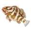 Nassau Grouper