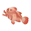 Red Handfish