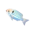 Seventyfour Seabream