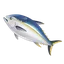 Southern Bluefin Tuna
