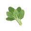 Spinach