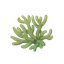 Algae