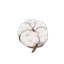 Cotton