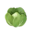Lettuce