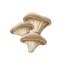 Oyster Mushrooms