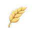 Wheat